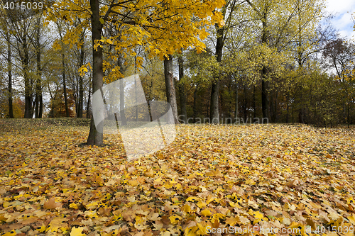 Image of autumn in the park