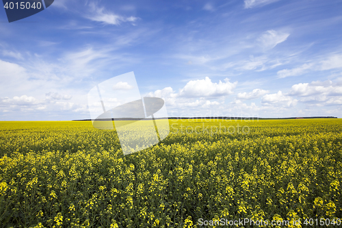 Image of Agriculture. rape. Spring