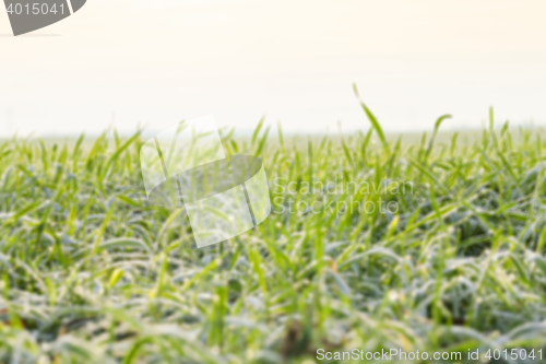 Image of young grass plants, close-up