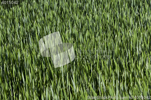 Image of Leaves of wheat. close-up