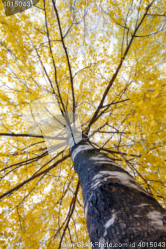 Image of autumn in the park