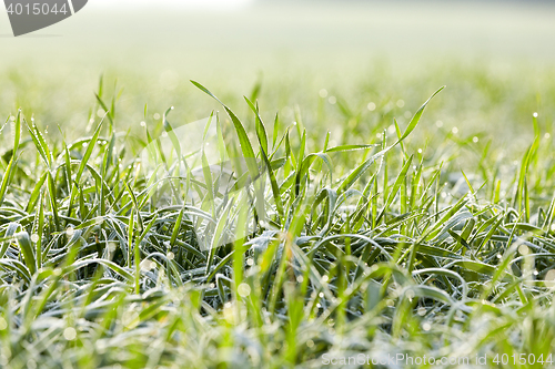 Image of young grass plants, close-up