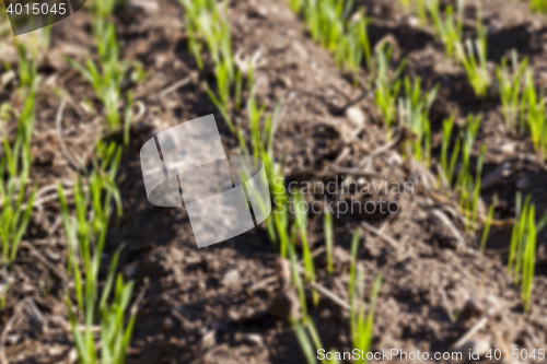 Image of young sprouts of wheat