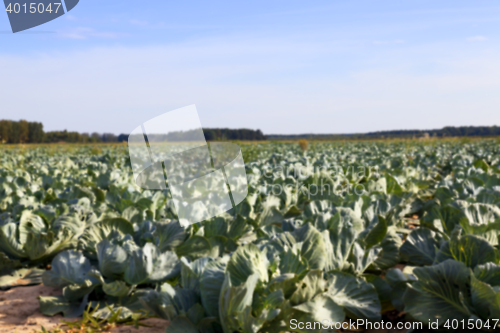 Image of Field with cabbage, summer