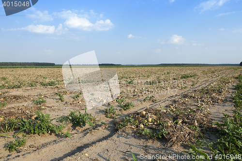 Image of Harvesting onion field