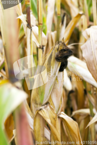 Image of mature corn crop