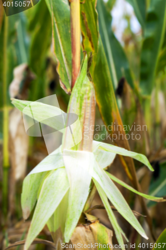 Image of mature corn crop