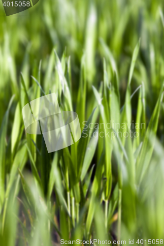 Image of Field of wheat