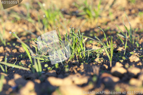 Image of young grass plants, close-up