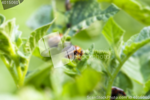 Image of Colorado potato beetle in the field