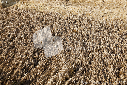 Image of Field of cereal in the summer