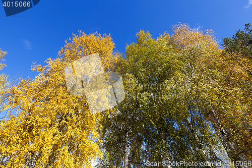 Image of birch tree in autumn