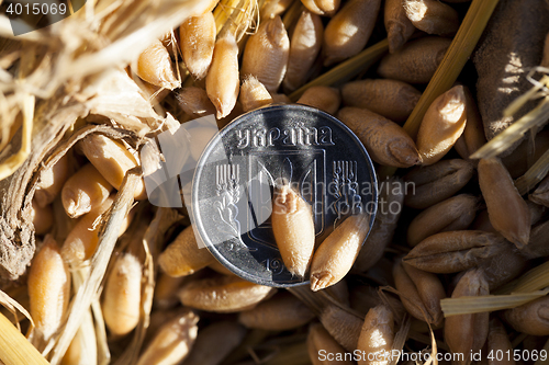 Image of cereal farming field