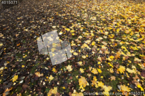 Image of Autumn Park, overcast