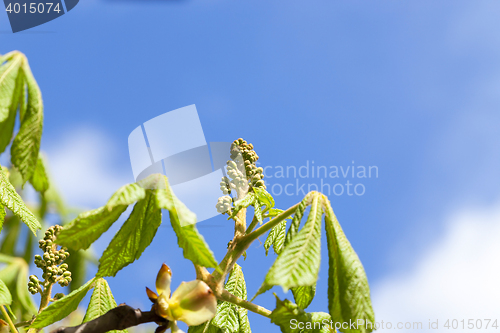 Image of trees in the spring