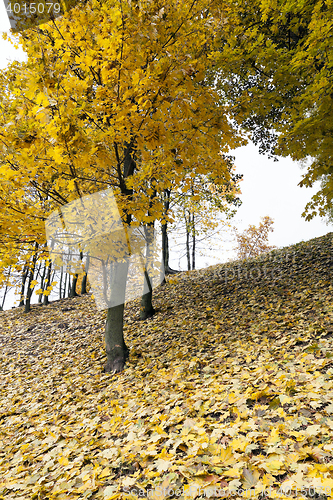 Image of yellowing leaves on the trees