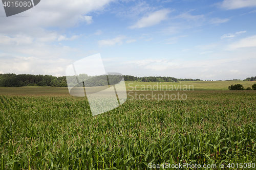 Image of Corn field, summer