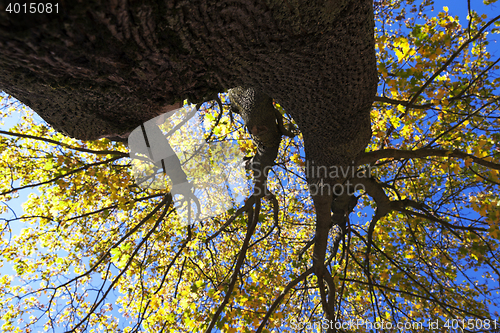 Image of autumn in the park