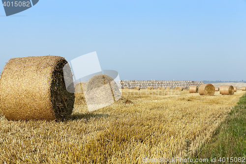 Image of stack of straw in the field