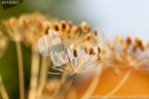 Image of mature dill close-up