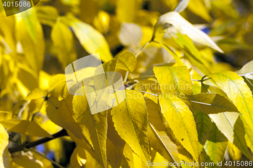 Image of autumn in the park