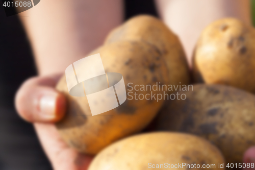 Image of Potatoes in hand