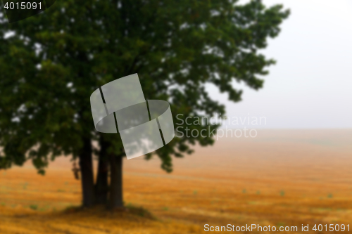 Image of tree in the field