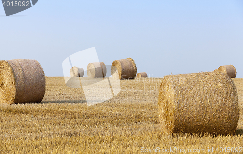 Image of stack of straw in the field