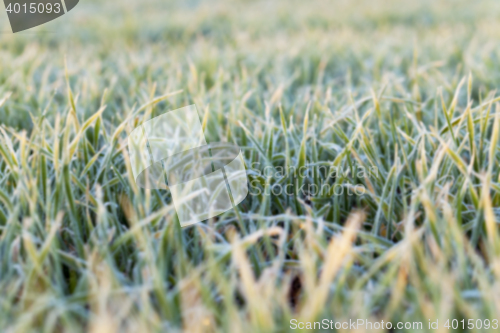 Image of wheat during frost