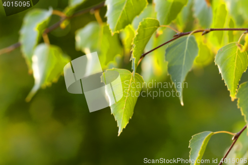 Image of autumn in the park