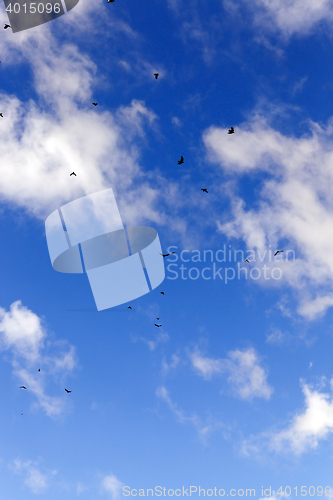 Image of birds flying in the sky