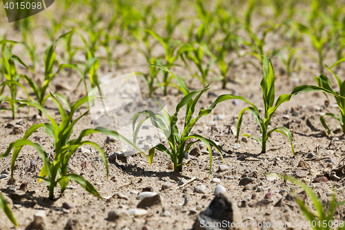 Image of agricultural field with corn