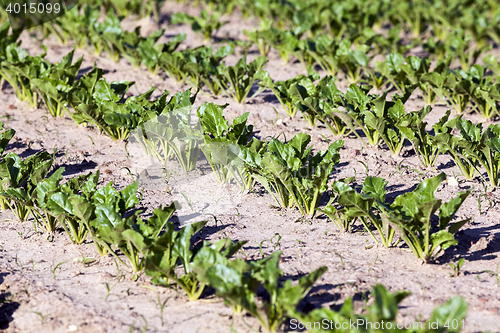 Image of field with beetroot