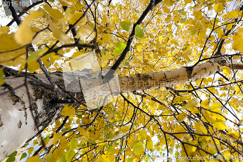 Image of yellowing leaves on the trees