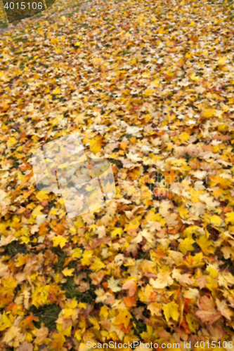 Image of autumn in the park