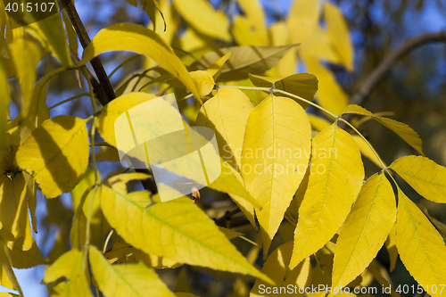 Image of yellowing leaves on the trees