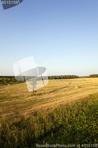 Image of straw stack , cereals