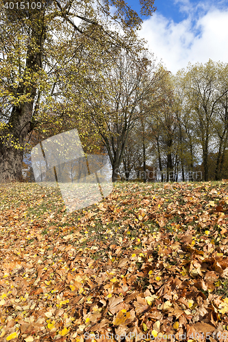 Image of autumn in the park