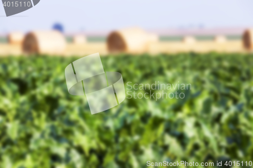 Image of beetroot in field