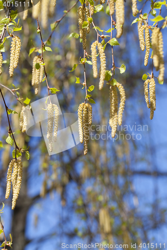 Image of birch trees in spring