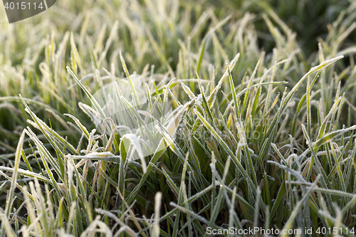 Image of young grass plants, close-up