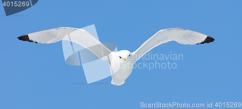 Image of Black-legged kittiwake flying