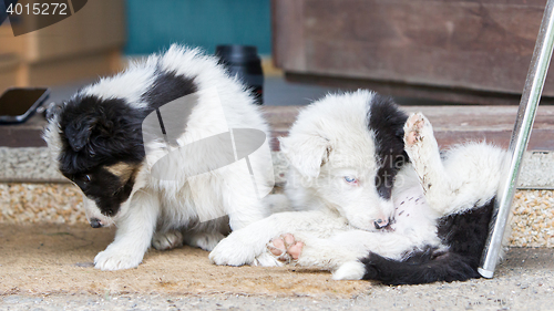 Image of Border Collie puppies sleeping on a farm