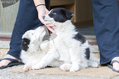 Image of Two playful Border Collie puppies