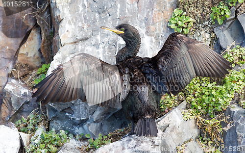 Image of European shag or common shag, Phalacrocorax aristotelis