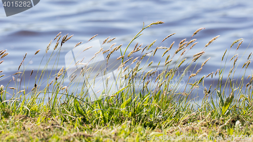 Image of Prairie grass waterside