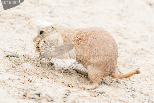 Image of Black-Tailed prairie dog in it\'s natural habitat