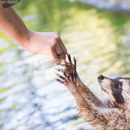 Image of Racoon begging for food