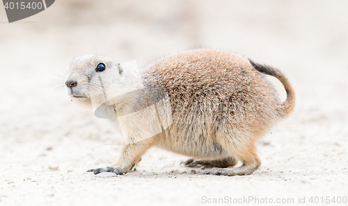 Image of Black-Tailed prairie dog in it\'s natural habitat