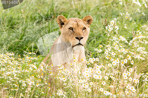 Image of Single female lion